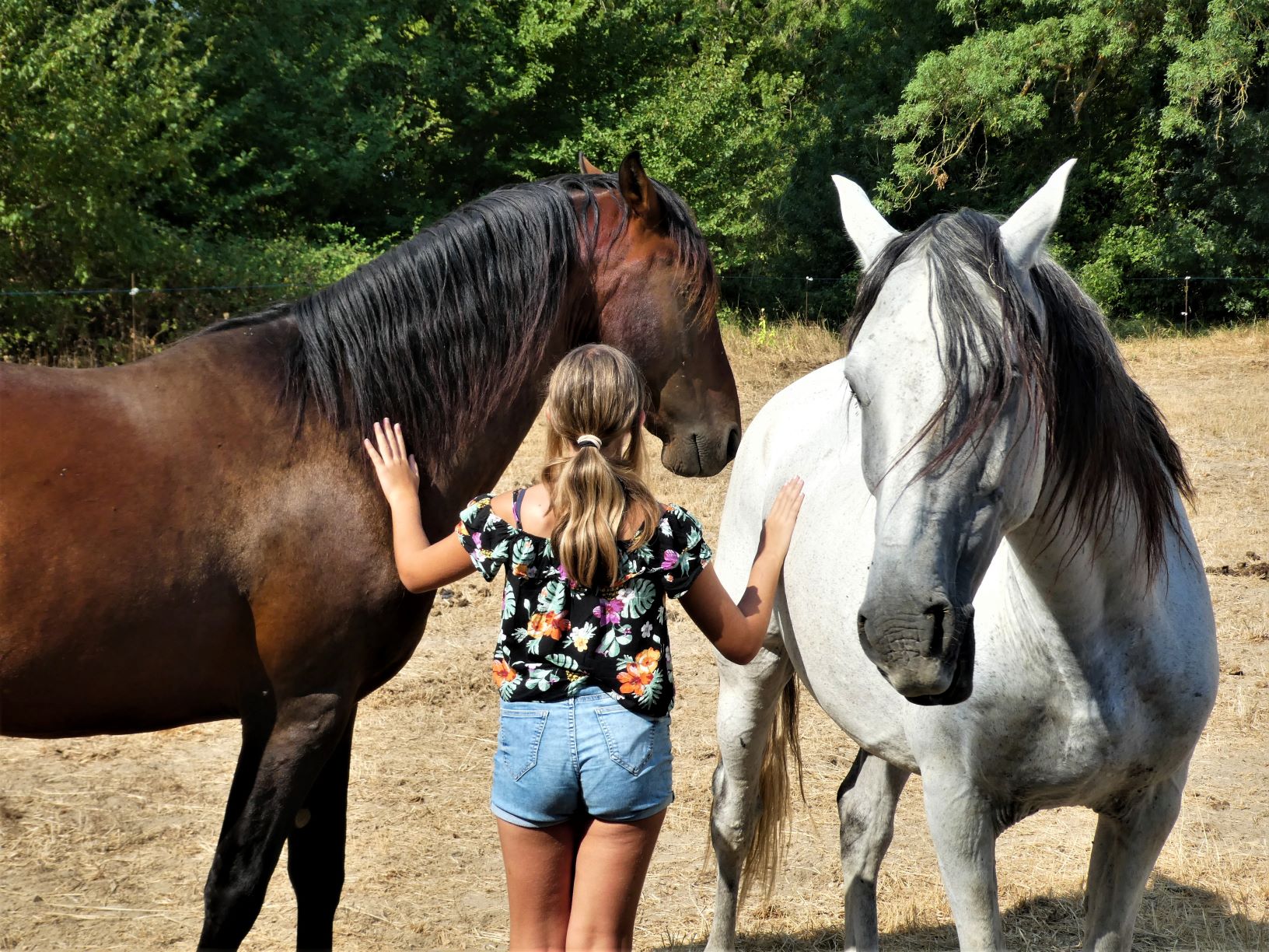 Chevaux_P1040401%20med