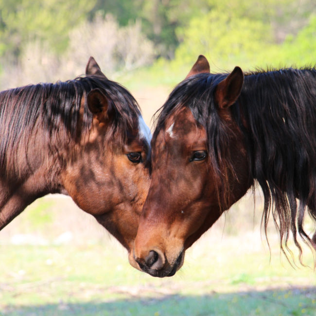 Retraites-Freedom-Chevaux