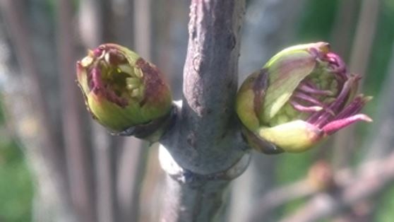 BOURGEON