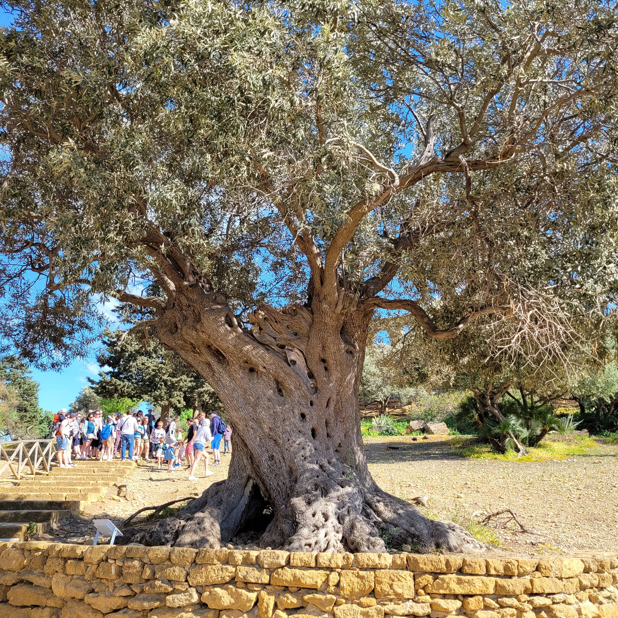 arbre