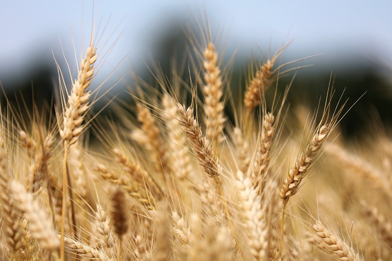 wheat-8087042_1280