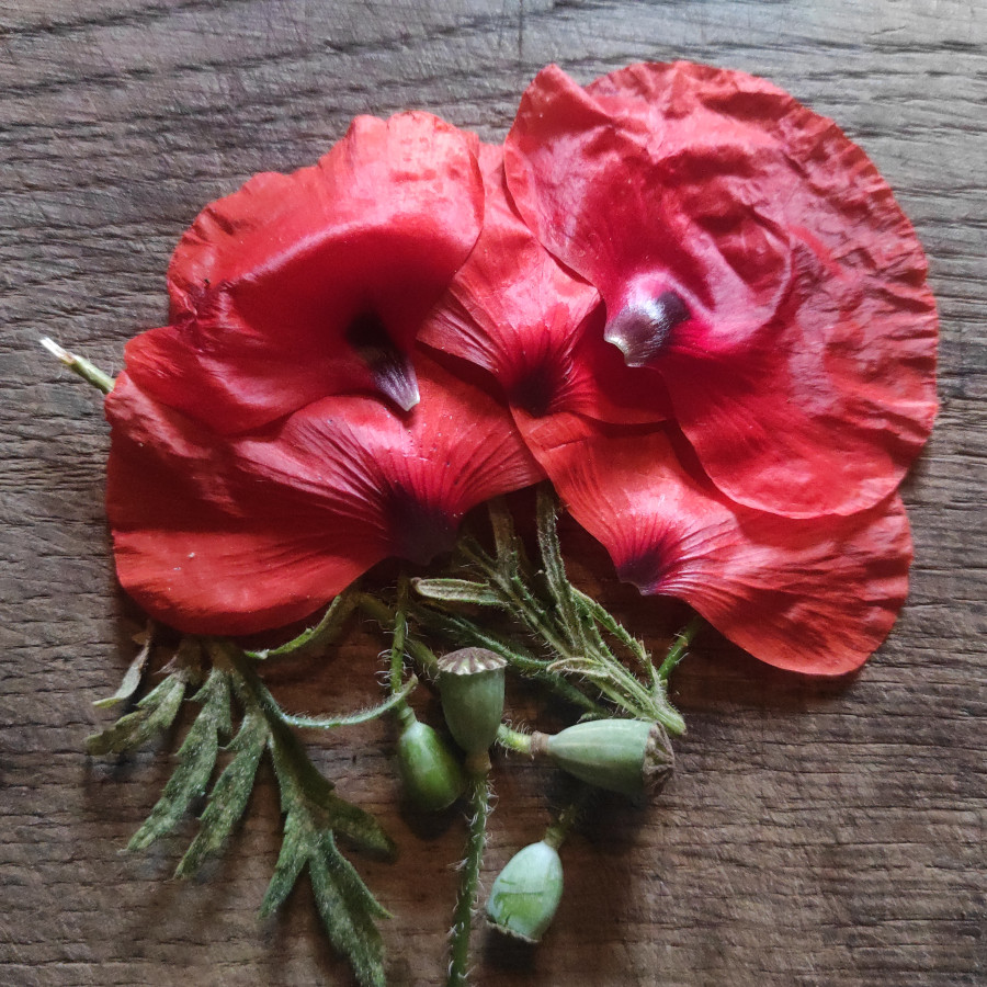 coquelicot_900x900