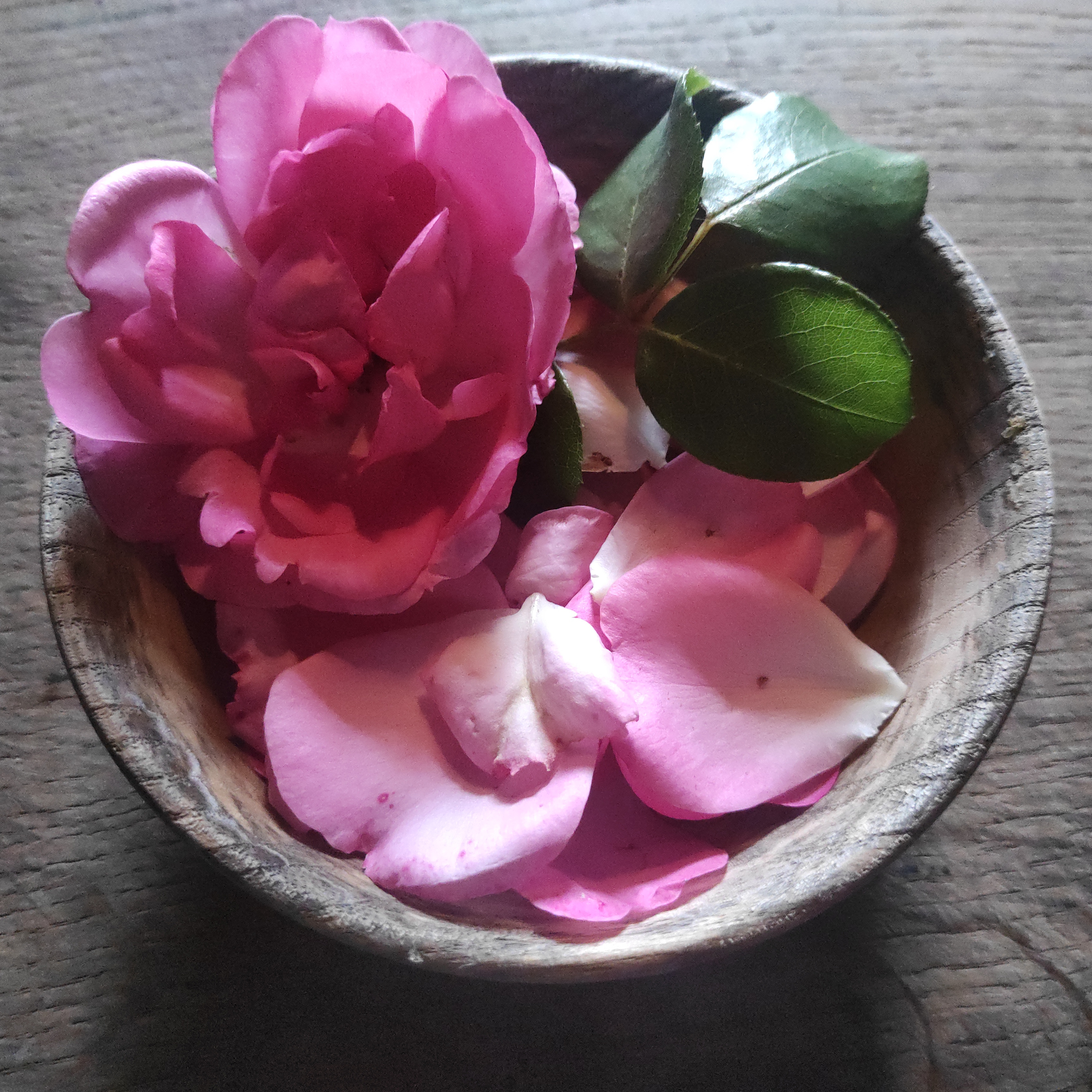 rose_900x900