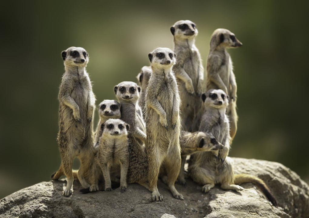 suricate
