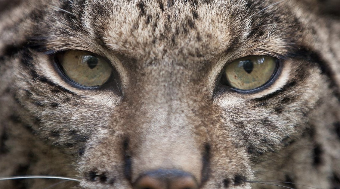 OEIL%20LYNX