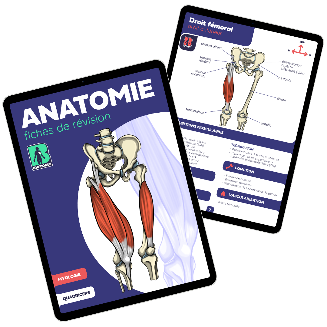 Fiches%20quadriceps%20duo