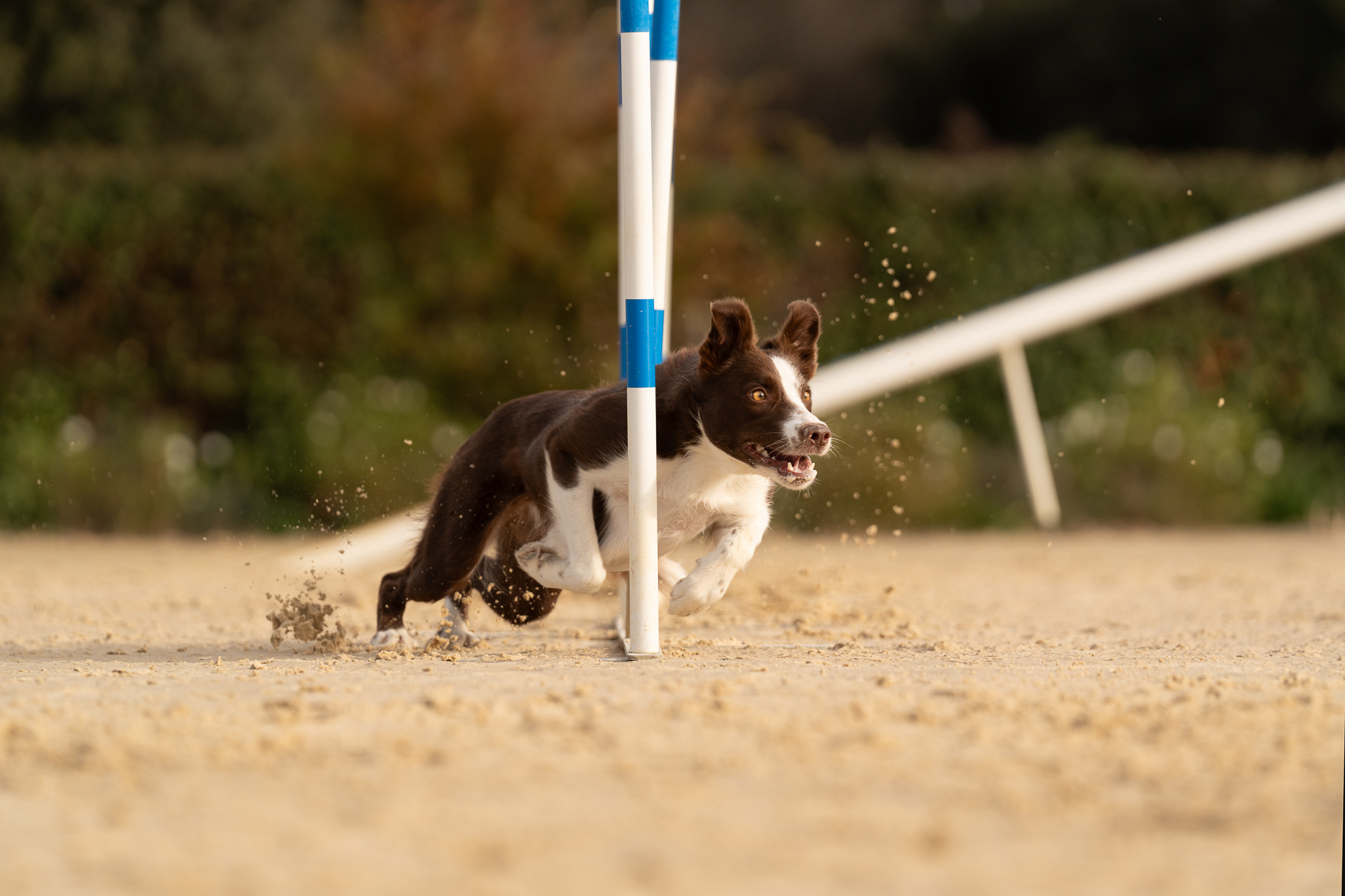 Plane%CC%80te%20Agility%20-%20Lou%20cabanoun-9