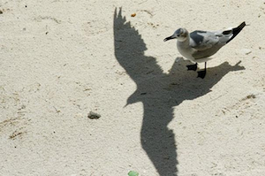 Oiseau-Ombre%20small