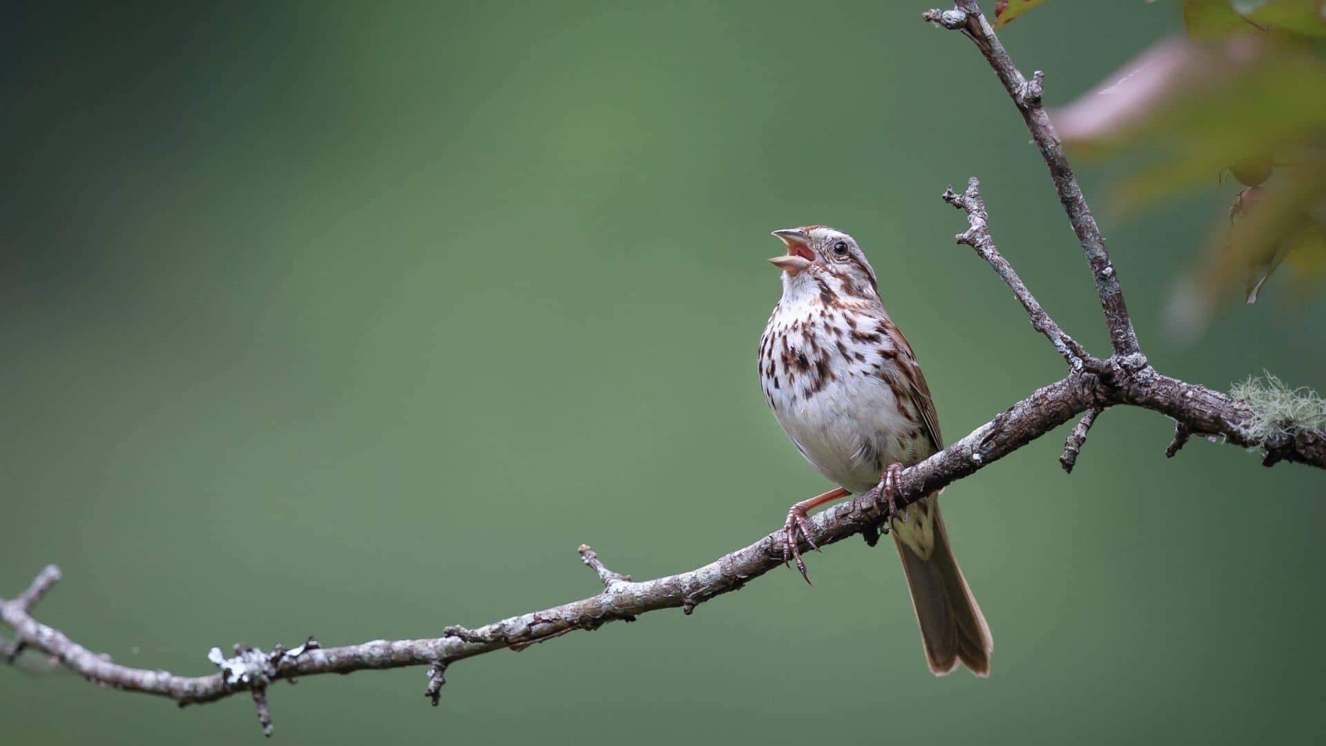 Bonus%20chants%20d_oiseaux%20(1)