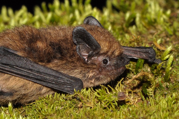 Pipistrelle commune photographiée par Boris BAILLAT