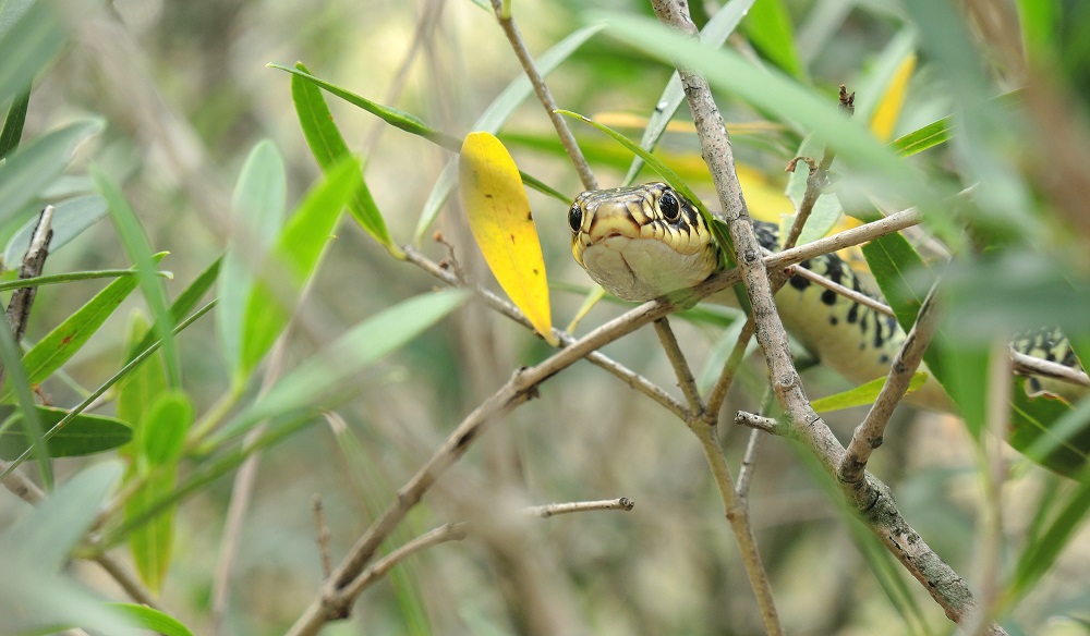 Couleuvre verte et jaune *Hierophis viridiflavus*