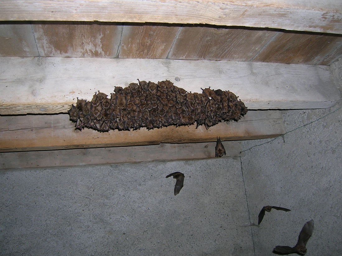 Murin à oreilles échancrées, *Myotis emarginatus*