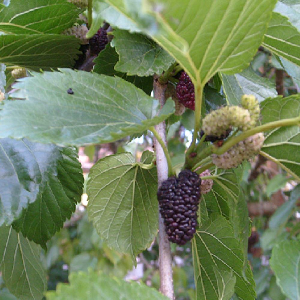 Mûre de mûrier blanc *Morus alba*, source : pépinière de Bretagne Mûre de mûrier blanc *Morus alba*, source : pépinière de Bretagne