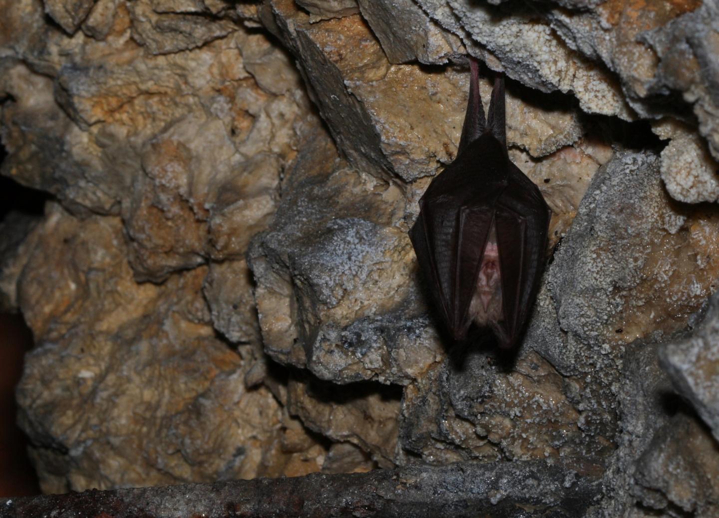 Petit Rhinolophe, *Rhinolophus hipposideros*