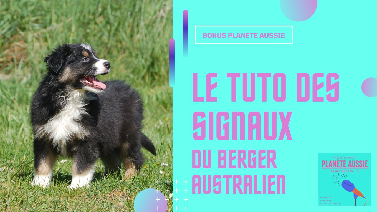 Le tuto des signaux du berger australien Le tuto des signaux du berger australien