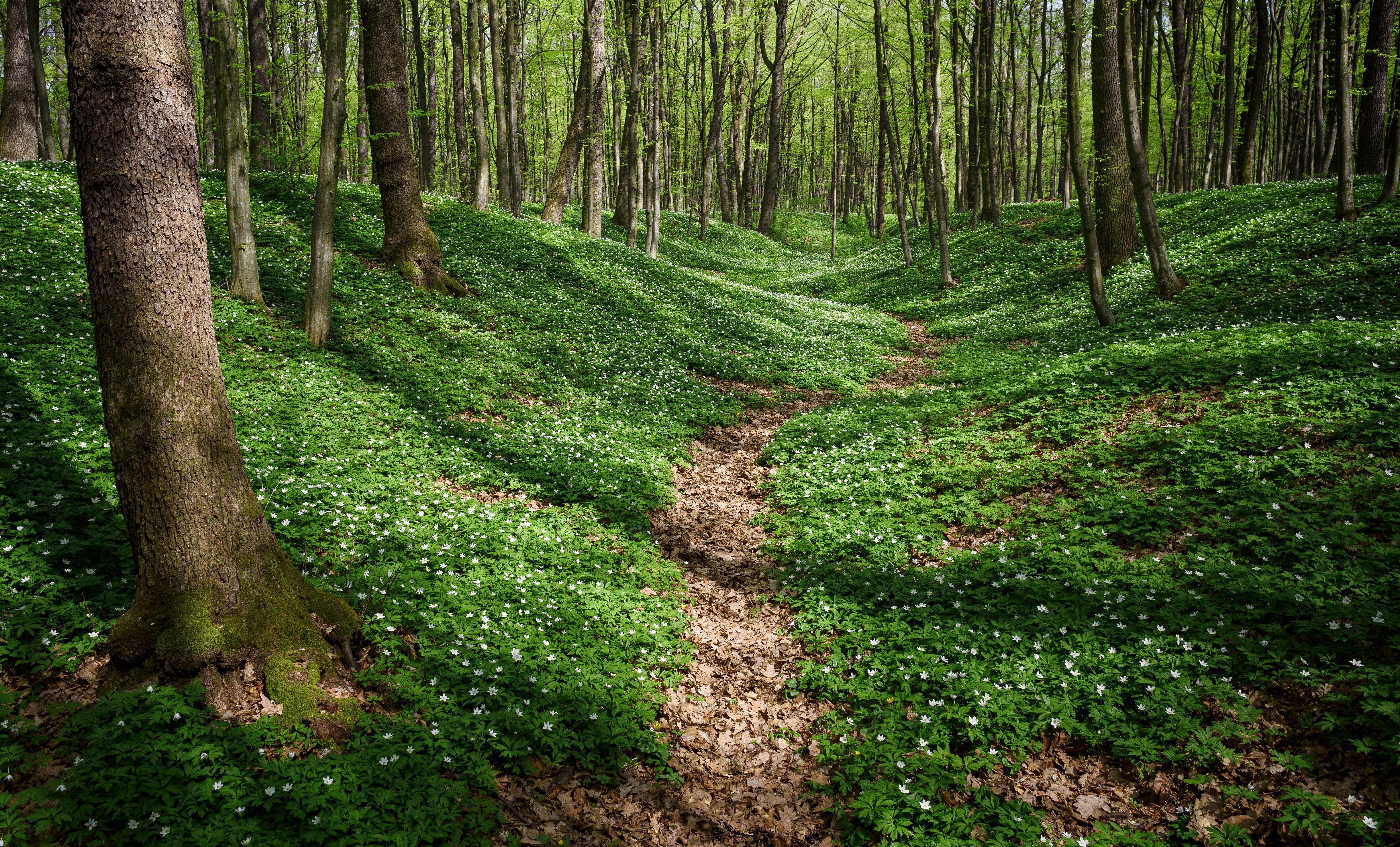 Forest_Landscape_With_A_Path_original_2256783