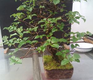 Hydrangea petiolaris sorti du pot