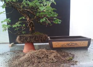 Hydrangea petiolaris avec les racines taillées