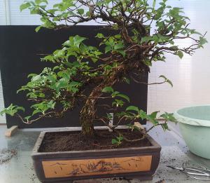 Hydrangea petiolaris rempoté