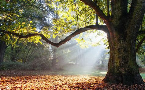 gros%20arbre