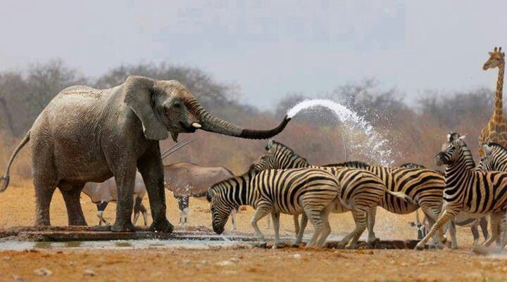 cooperation