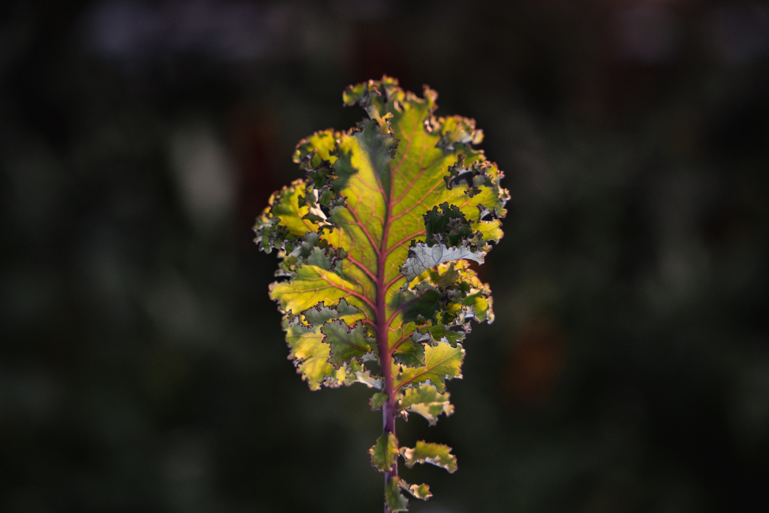 Comprendre%20les%20Plantes%20-%20Formation%20Les%20Sourciers%20-%20copyright%20Oiseau%20Bondissant6 Comprendre%20les%20Plantes%20-%20Formation%20Les%20Sourciers%20-%20copyright%20Oiseau%20Bondissant6