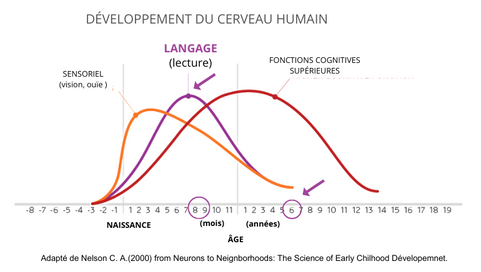 DEVELOPPEMENT DU CERVEAU HUMAIN