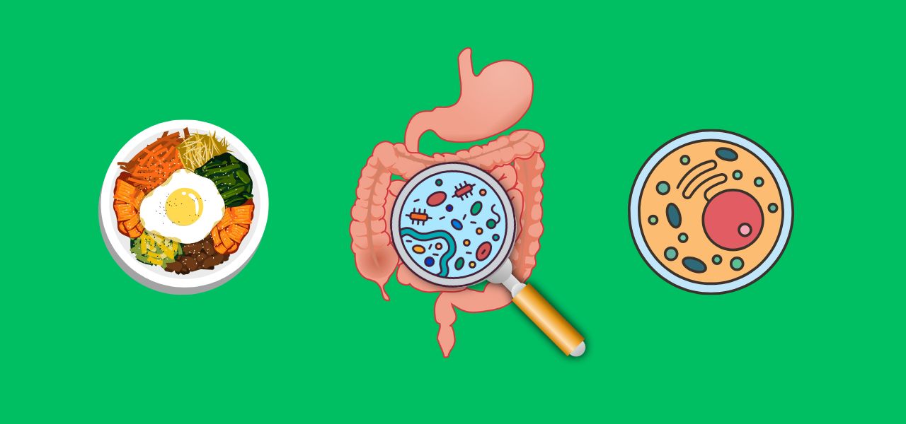 digestion-metabolisme digestion-metabolisme