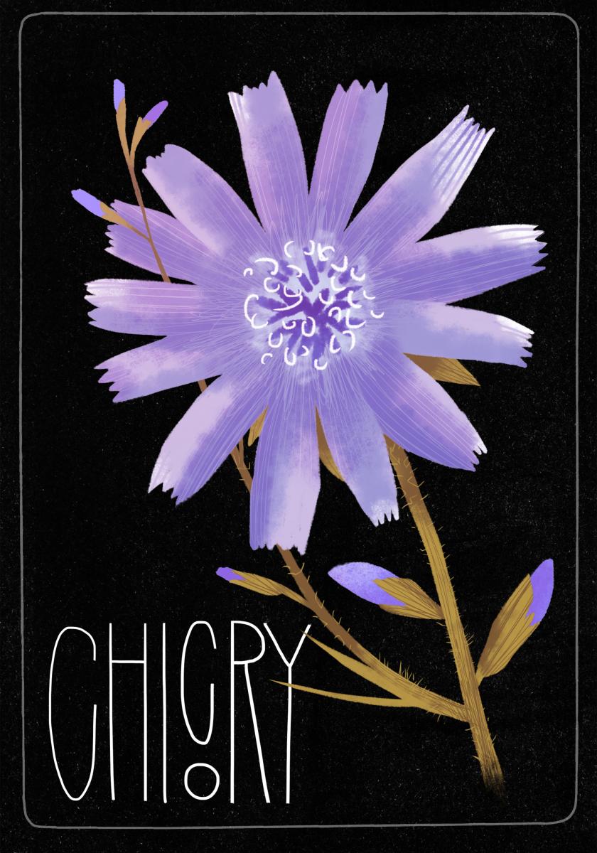 Chicory_Black