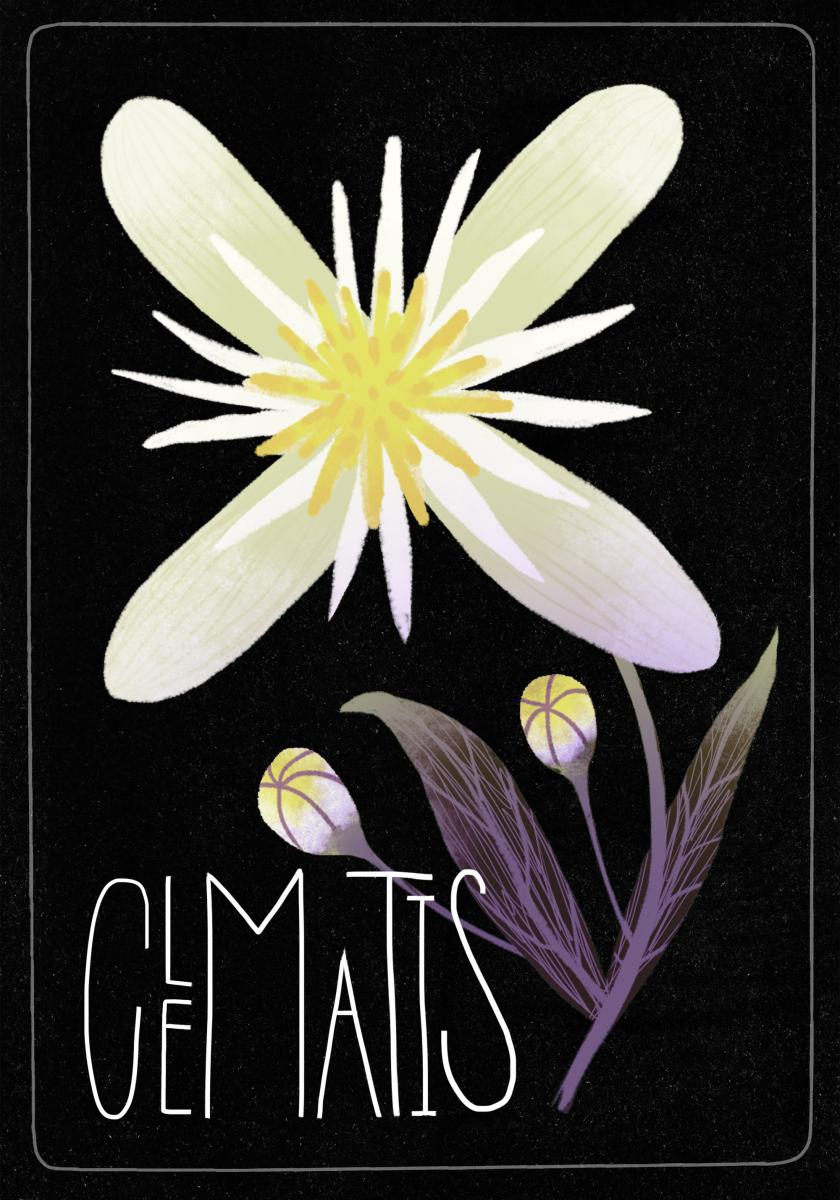 Clematis_Black