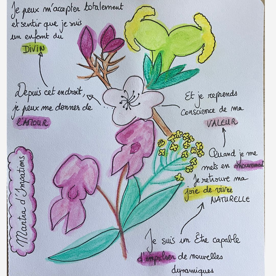 Dessin%20Mantra%20Impatiens