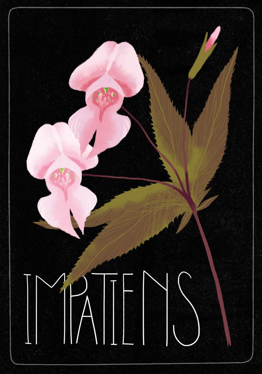 Impatiens_Black
