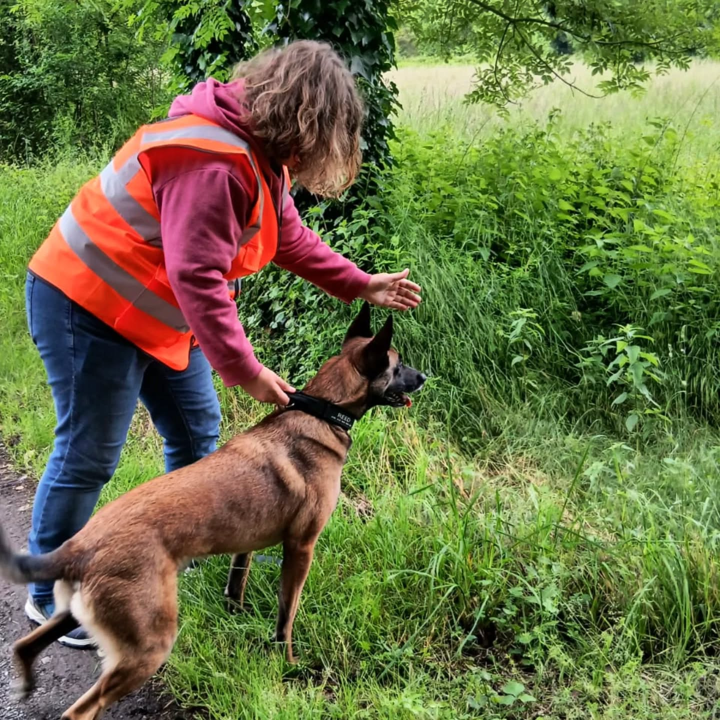 Comportementaliste canin Pau, rééducation chien, bilan comportemental chien, chien comportement inhabituel, problème comportement chien