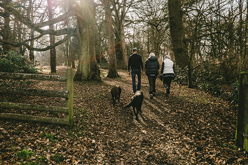 Balade canine éducative, balade collective pour chiens, promener son chien