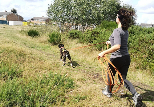 Mantrailing, pistage, recherche personnes disparues, cavage, recherche de truffes, détection canine, détection sportive