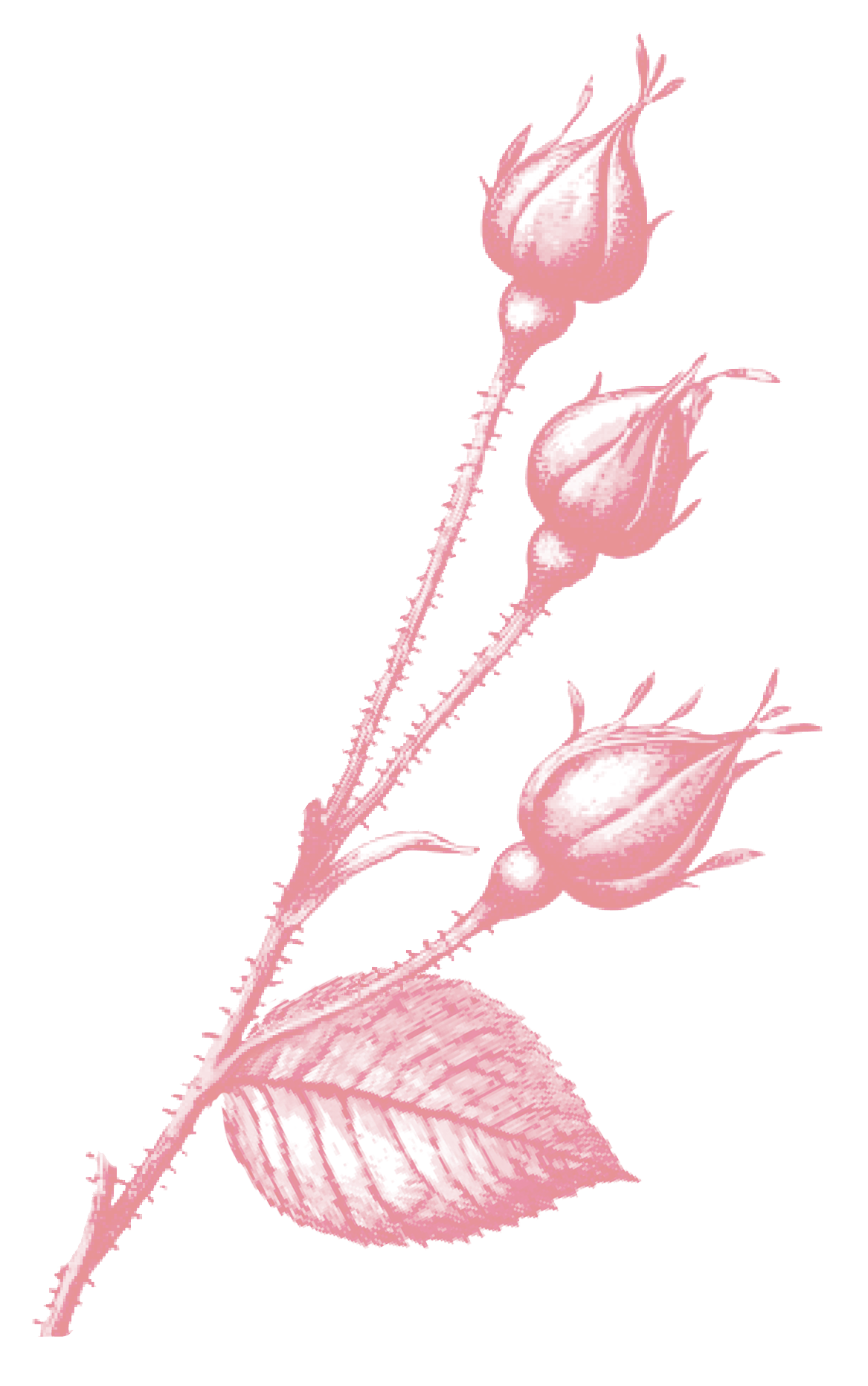 boutonsrose%20Medium