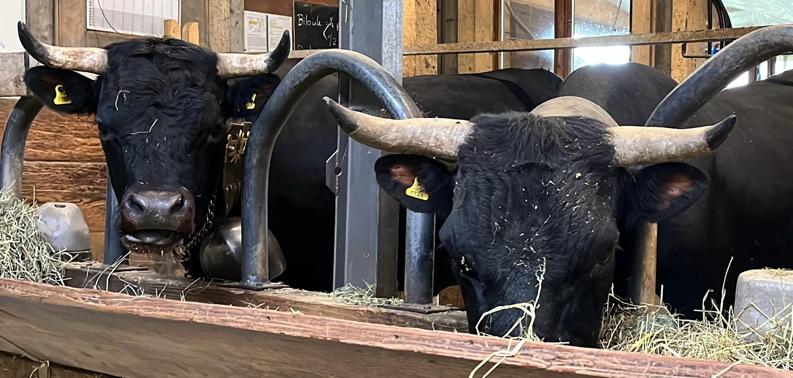 les%20vaches%20%C3%A0%20l'%C3%A9curie