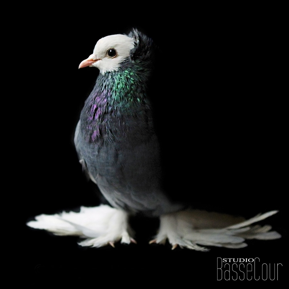 - - N°53 - - N°53