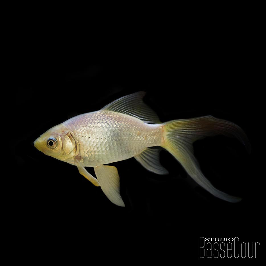 Bouton D'or - N°39 Bouton D'or - N°39