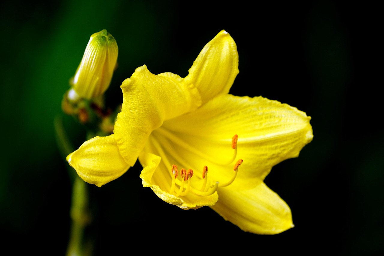 lily-6742560_1280 lily-6742560_1280