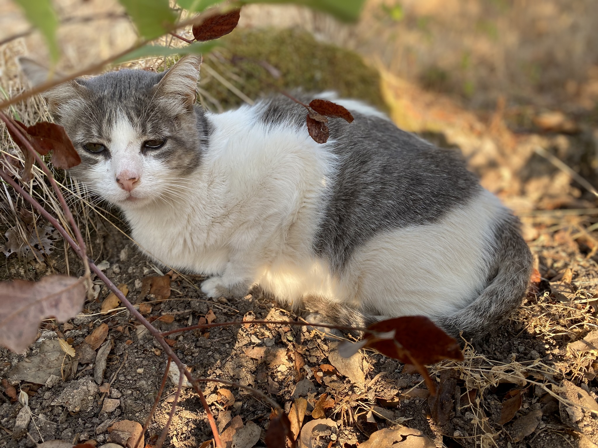 Photo de Zaïr le 22 août 2025