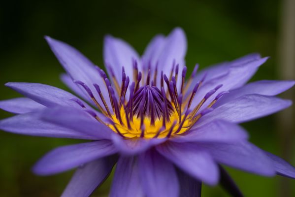 _ORO9205__600x400 _ORO9205__600x400