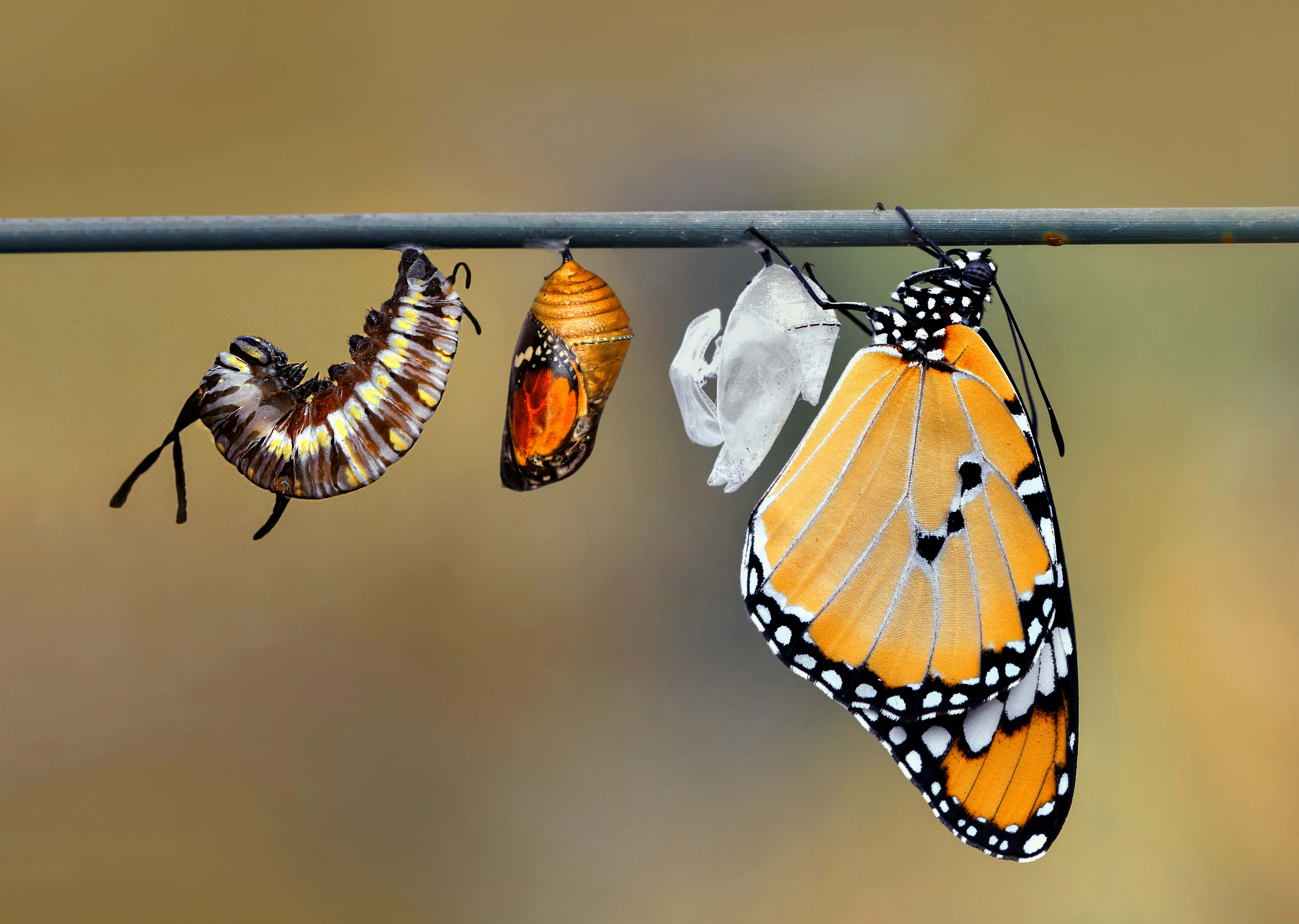 Métamorphose et évolution – symbole du changement et du développement personnel