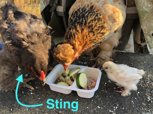 Sting%20magic%20M_T