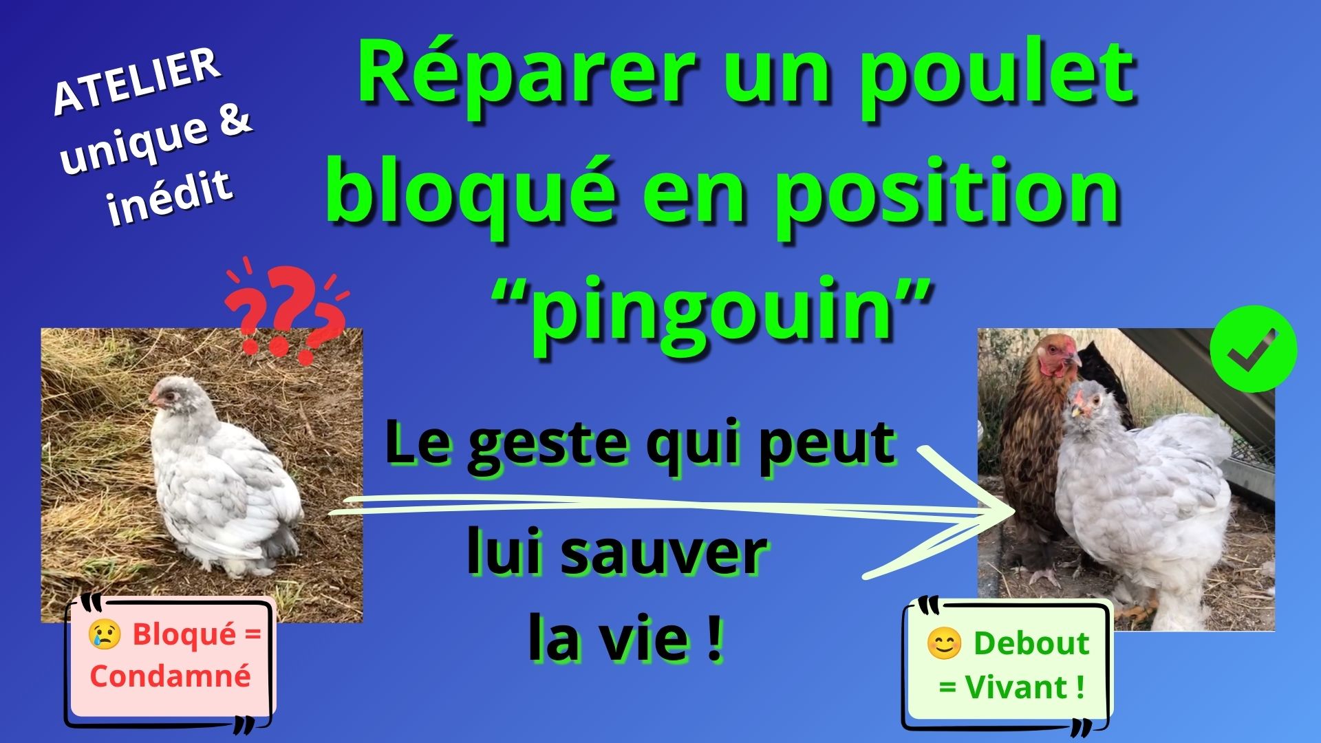 vignette%20poulet%20assis%20pingouin