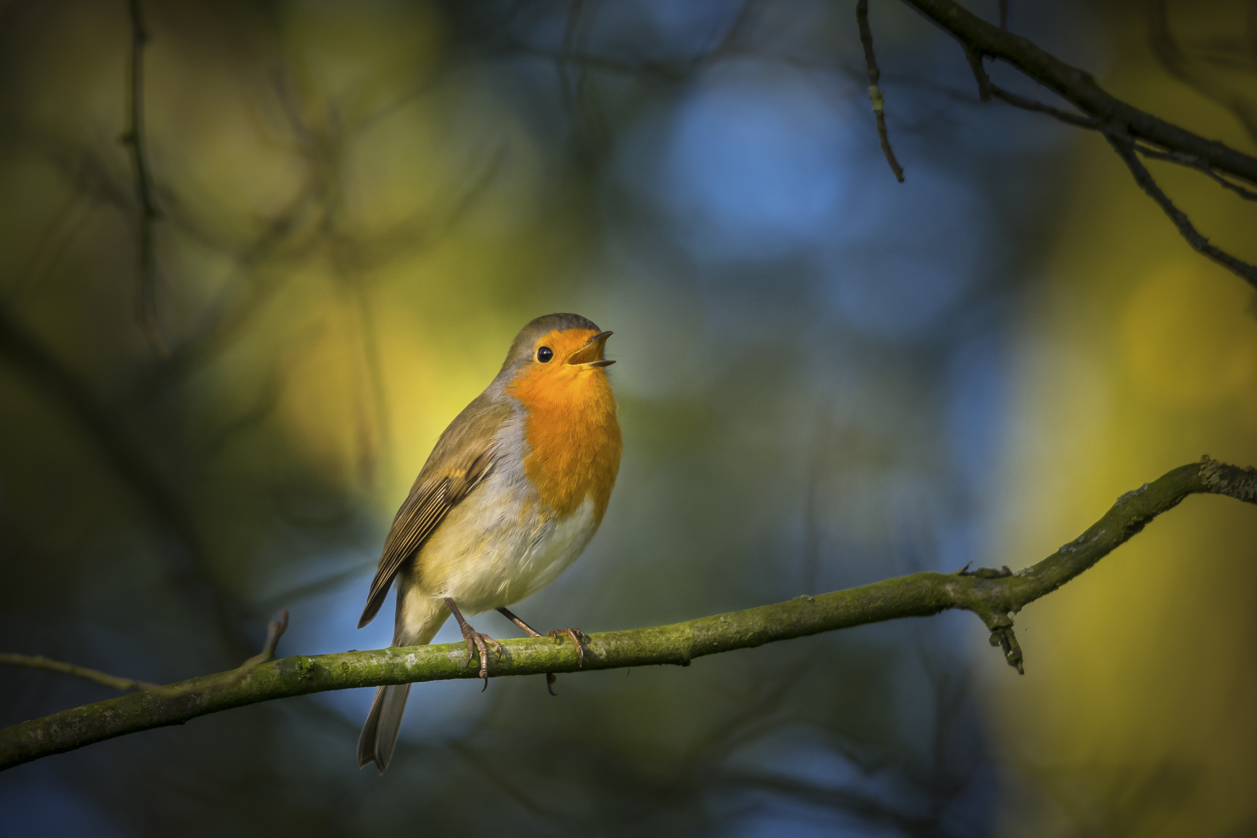 pcjvdwiel-robin-3843972