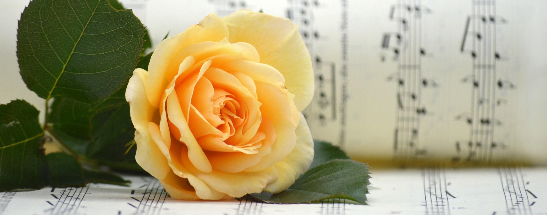 Rose_Solfege_large
