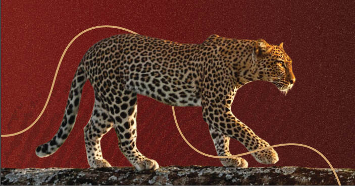 Guepard%20de%20profil%20(1)