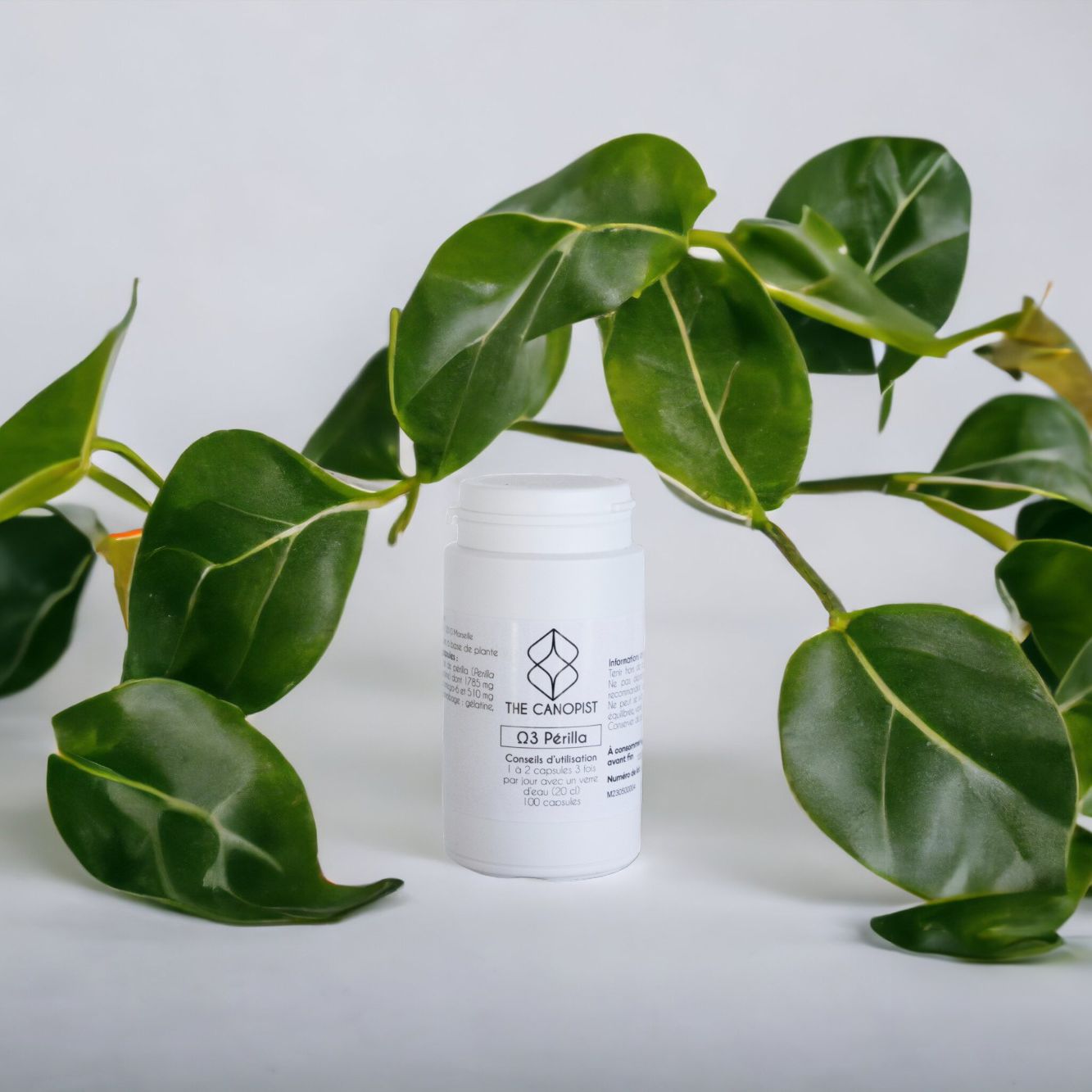 Omega%203%20Perilla(1)