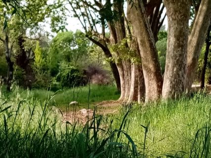 arbres